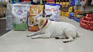Pets World Pet Shop Noida